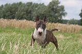 BULL TERRIER MINIATURE 012